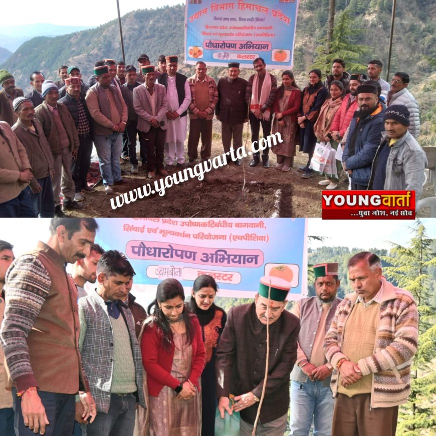 पराशर घाटी के बम्बोला क्लस्टर में 13 हेक्टेयर में रोपित होंगे जापानी फल के 8500 पौधे