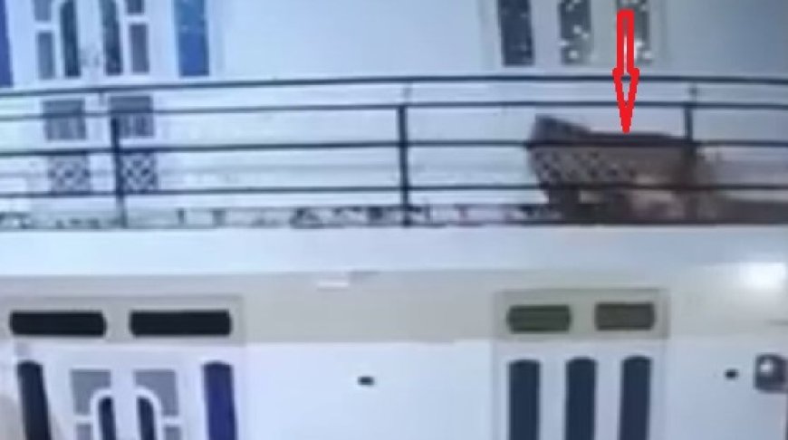 सोलन के दाड़लाघाटमें देररात कुत्ते का शिकार करने आया तेंदुआ बाथरूम में घुसा  