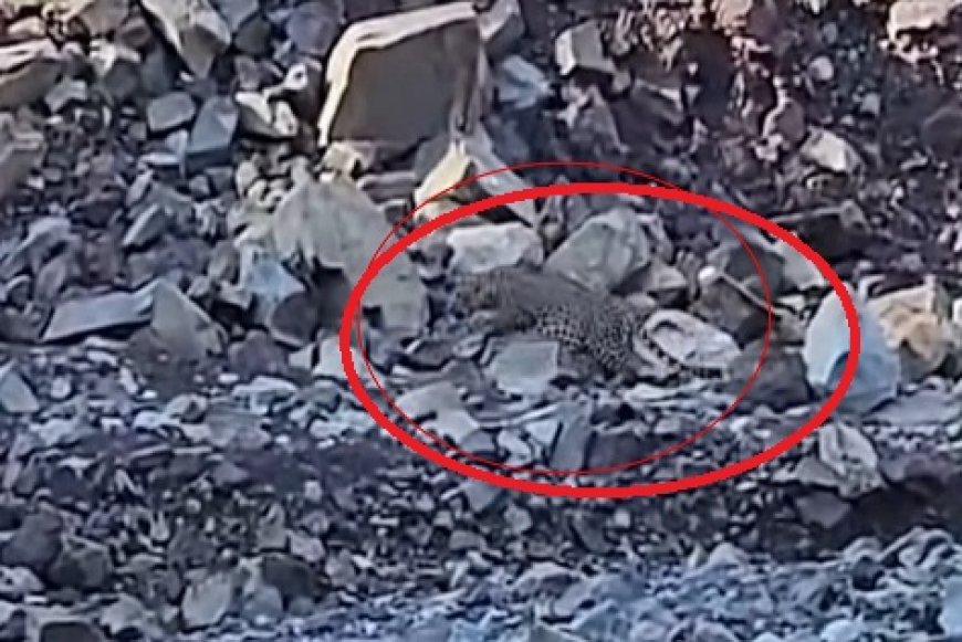 नालागढ़ के कुंडलू गांव के समीप जोघों खड्ड में दिनदहाड़े दिखा तेंदुआ,ग्रामीणों में दहशत का माहौल