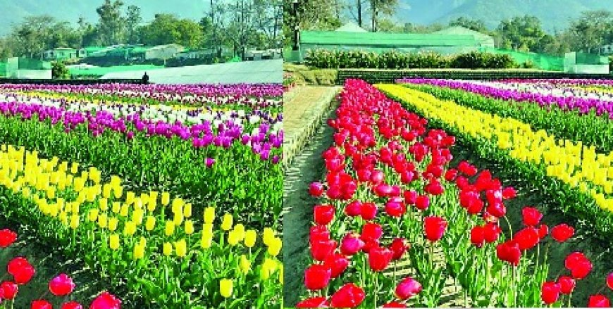 धौलाधार की वादियों में खूबसूरत रंग-बिरंगे फूलों के साथ आईएचबीटी पालमपुर का ट्यूलिप गार्डन तैयार
