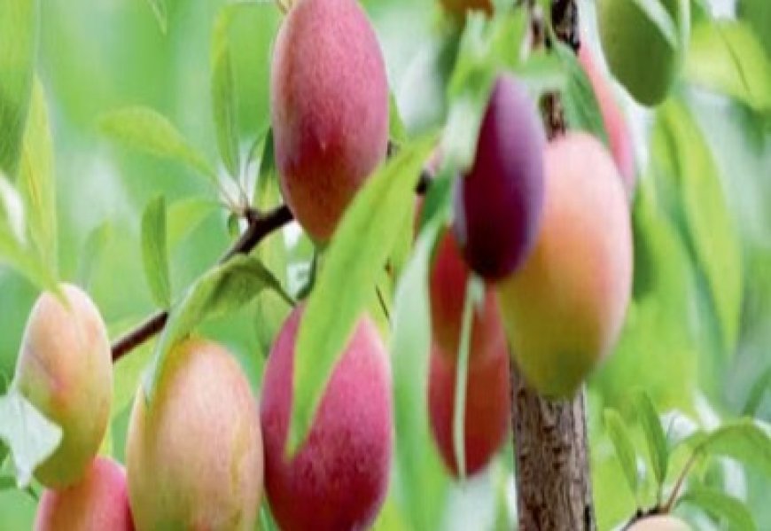 प्रदेश के बागवानों से इस साल अदाणी एग्रो फ्रेश लिमिटेड गुठलीदार फलों की करेगा खरीद  