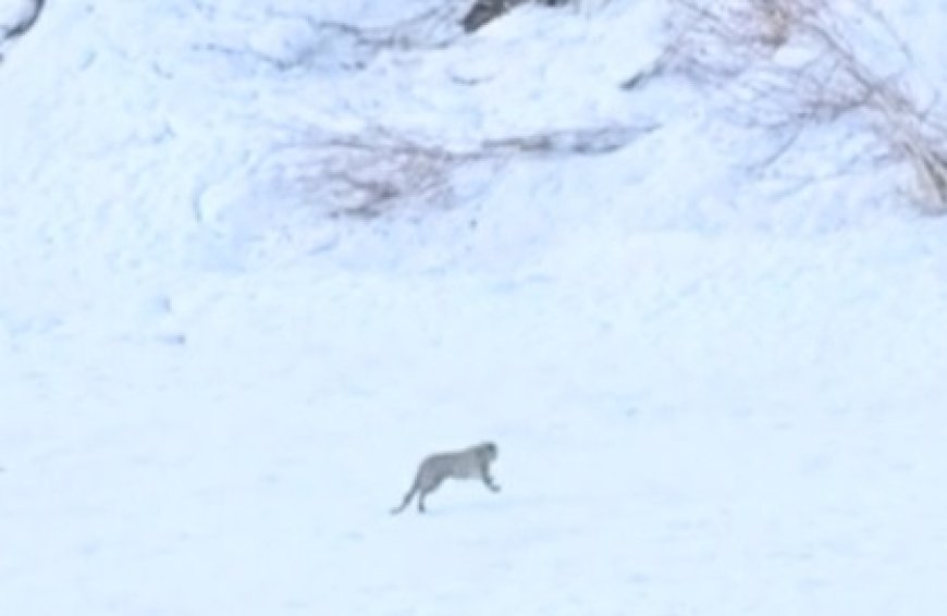 चंबा के सुराल भटोरी में एक बार फिर दुर्लभ वन्य जीव बर्फानी तेंदुए के होने के मिले प्रमाण   