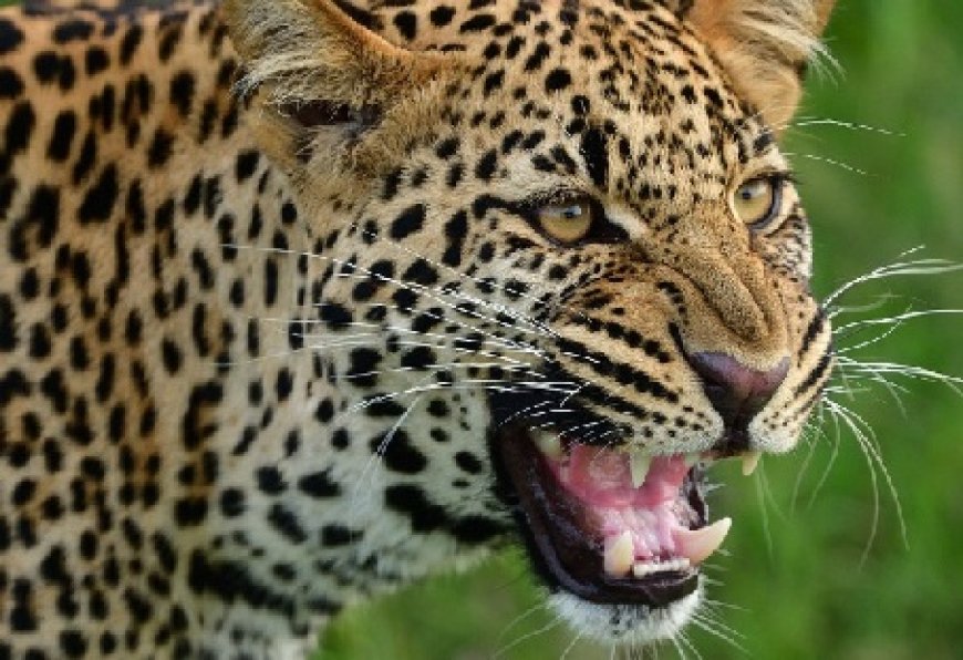 चंबा के भटियात उपमंडल की ग्राम पंचायत ककरोटी में तेंदुए ने 22 भेड़ बकरियों को बनाया अपना शिकार 