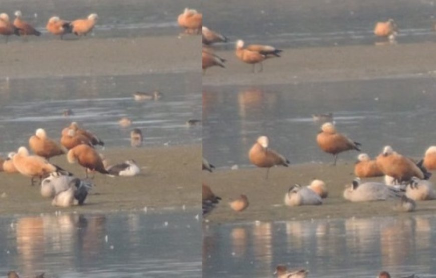 हिमाचल और उत्तराखंड की सीमा पर स्थित आसन बैराज में वापस लौटने लगे देसी-विदेशी परिंदे  