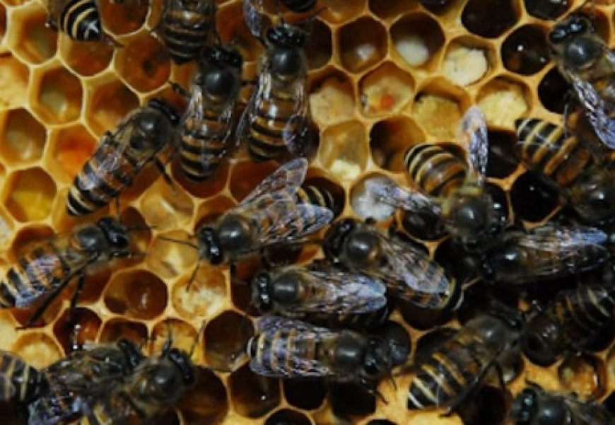 प्रदेश उद्यान विभाग विलुप्त हो रहीं देसी मधुमक्खियों के संरक्षण के लिए नई पहल शुरू