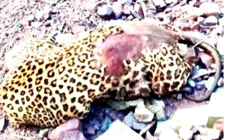 परवाणू के कौशल्या डैम के आस-पास तेंदुए का क्षत-विक्षत शव बरामद होने से मची हलचल