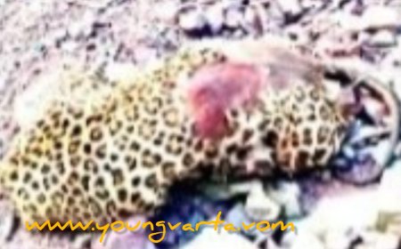 कौशल्या डैम क्षेत्र में मिला तेंदुए का क्षत-विक्षत शव, मृत वन्यजीव का सिर और पंजे गायब , जांच में जुटा विभाग