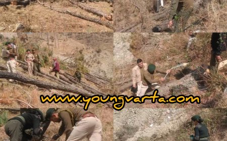 शिलाई में सैकड़ों हरे पेड़ों पर चली आरी , 25 पेड़ों की परमिशन की आड़ में काट दिए 307 पेड़ 