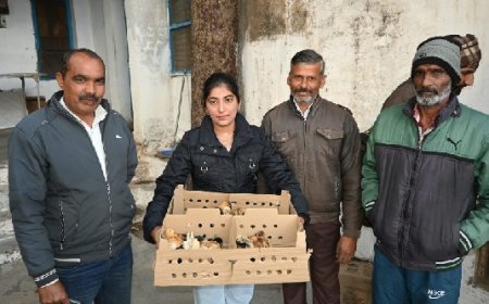 घर बैठे रोजगार का सशक्त माध्यम बनी प्रदेश सरकार की बैकयार्ड पोल्ट्री स्कीम