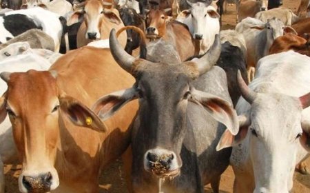 हिमाचल में बढ़ती बेसहारा पशुओं की समस्या से पार पाने के लिए अब चिप का लिया जाएगा सहारा  