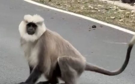 पांगी के जंगल दुर्लभ वन्य जीवों की बन चुके सुरक्षित स्थान,पांगी के धरवास में दिखाई दिए दुर्लभ चंबा सेक्रेड लंगूर  