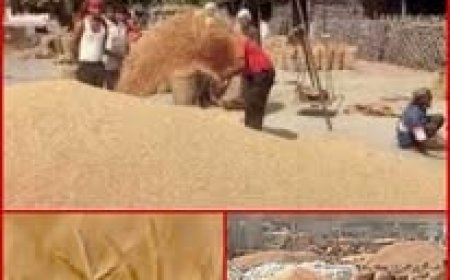 सिरमौर में आठ अप्रैल से शुरू होगी गेहूं की सरकारी खरीद , 2585 रुपये प्रति क्विंटल एमएसपी निर्धारित 