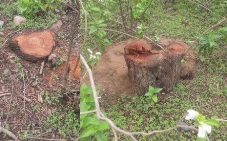 ऊना में सरकारी जंगल में खैर के पेड़ों का अवैध कटान,करोड़ों में आंकी जा रही कटे पेड़ों की कीमत