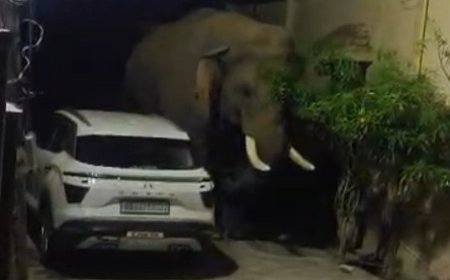 शहर के रिहायशी इलाकों में जंगली हाथियों की दस्तक,इलाके में अफरा-तफरी का माहौल