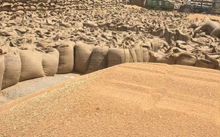 गेहूं की फसल बेचने को लेकर खाद्य आपूर्ति विभाग के पोर्टल पर किसानों का पंजीकरण शुरू 