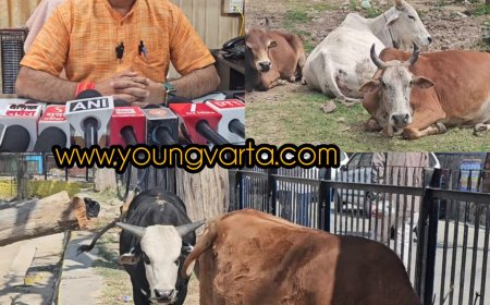 सड़कों पर पशु छोड़ने वालों के खिलाफ सख्ती से निपटने की तैयारी , मालिकों खिलाफ दर्ज होगी एफआईआर 