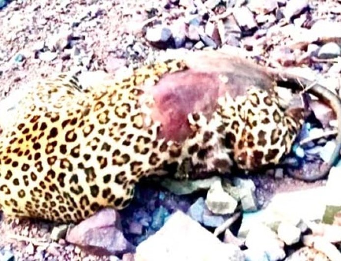 परवाणू के कौशल्या डैम के आस-पास तेंदुए का क्षत-विक्षत शव बरामद होने से मची हलचल