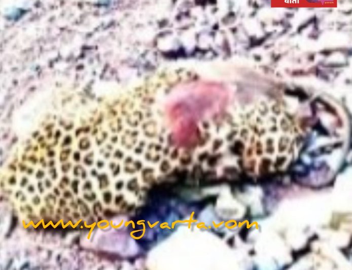 कौशल्या डैम क्षेत्र में मिला तेंदुए का क्षत-विक्षत शव, मृत वन्यजीव का सिर और पंजे गायब , जांच में जुटा विभाग