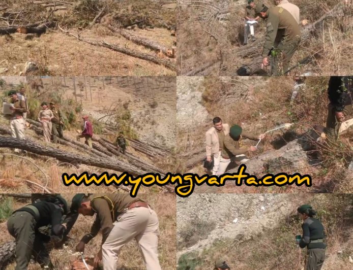 शिलाई में सैकड़ों हरे पेड़ों पर चली आरी , 25 पेड़ों की परमिशन की आड़ में काट दिए 307 पेड़ 