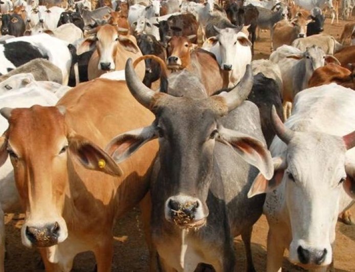 हिमाचल में बढ़ती बेसहारा पशुओं की समस्या से पार पाने के लिए अब चिप का लिया जाएगा सहारा  