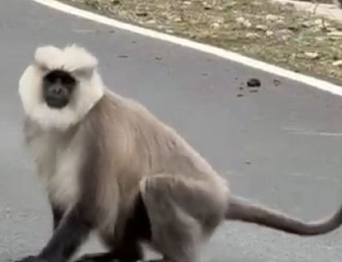 पांगी के जंगल दुर्लभ वन्य जीवों की बन चुके सुरक्षित स्थान,पांगी के धरवास में दिखाई दिए दुर्लभ चंबा सेक्रेड लंगूर  