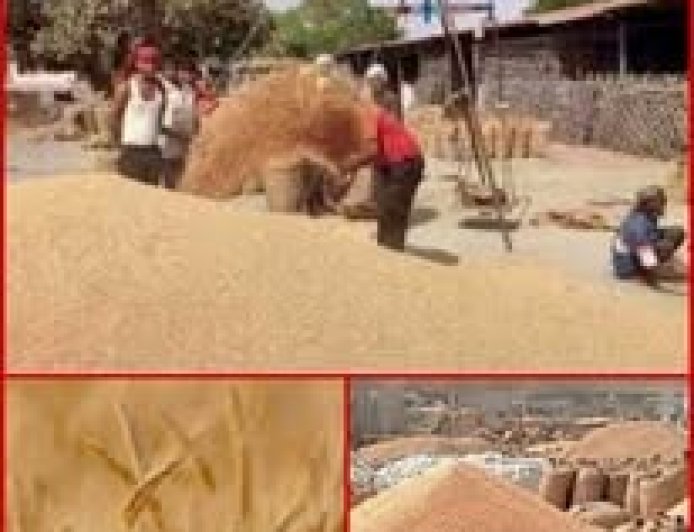 सिरमौर में आठ अप्रैल से शुरू होगी गेहूं की सरकारी खरीद , 2585 रुपये प्रति क्विंटल एमएसपी निर्धारित 