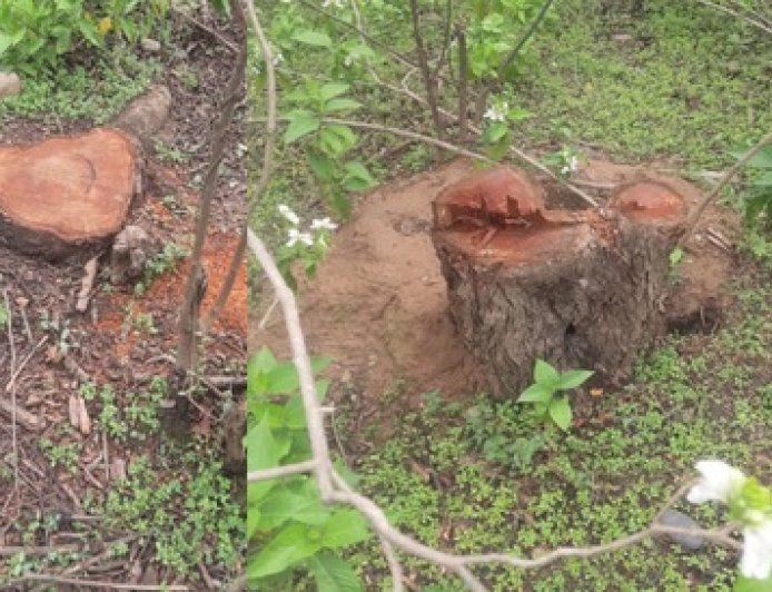 ऊना में सरकारी जंगल में खैर के पेड़ों का अवैध कटान,करोड़ों में आंकी जा रही कटे पेड़ों की कीमत