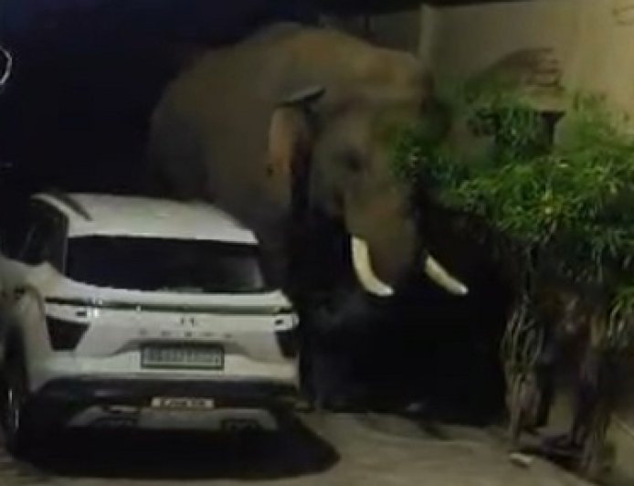 शहर के रिहायशी इलाकों में जंगली हाथियों की दस्तक,इलाके में अफरा-तफरी का माहौल