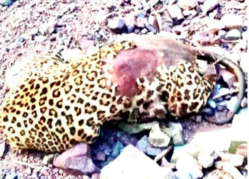 परवाणू के कौशल्या डैम के आस-पास तेंदुए का क्षत-विक्षत शव बरामद होने से मची हलचल