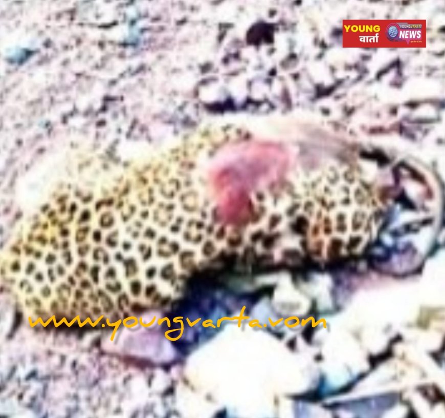 कौशल्या डैम क्षेत्र में मिला तेंदुए का क्षत-विक्षत शव, मृत वन्यजीव का सिर और पंजे गायब , जांच में जुटा विभाग