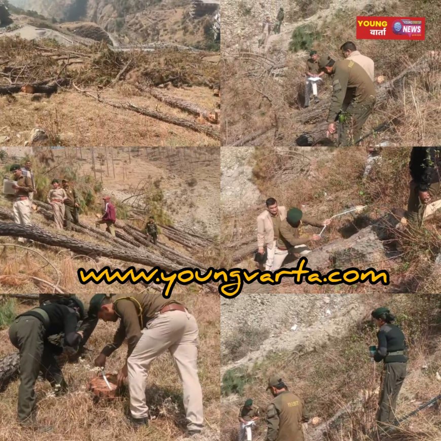 शिलाई में सैकड़ों हरे पेड़ों पर चली आरी , 25 पेड़ों की परमिशन की आड़ में काट दिए 307 पेड़ 