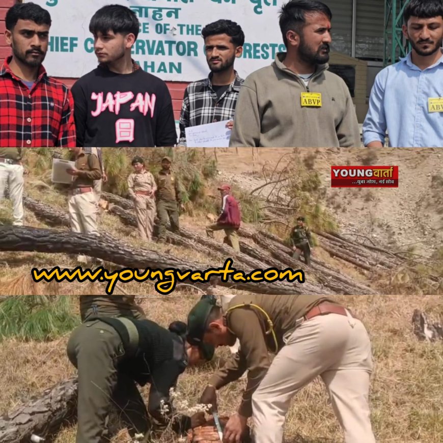 शिलाई में हुए अवैध पेड़ कटान मामले की हो उच्च स्तरीय जांच , एबीवीपी ने अरण्यपाल को सौंपा माँग पत्र 