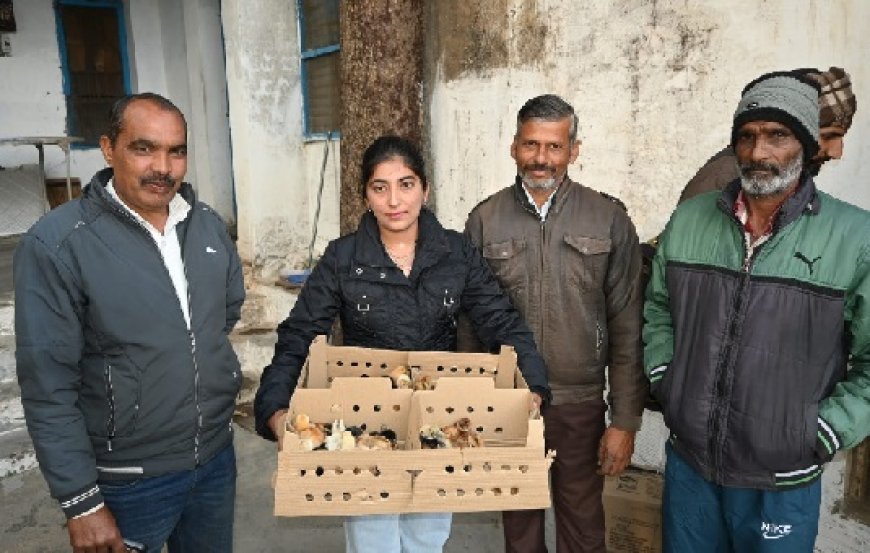 घर बैठे रोजगार का सशक्त माध्यम बनी प्रदेश सरकार की बैकयार्ड पोल्ट्री स्कीम