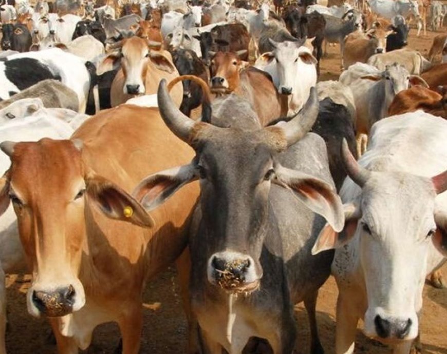 हिमाचल में बढ़ती बेसहारा पशुओं की समस्या से पार पाने के लिए अब चिप का लिया जाएगा सहारा  