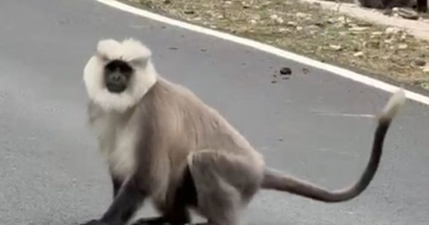 पांगी के जंगल दुर्लभ वन्य जीवों की बन चुके सुरक्षित स्थान,पांगी के धरवास में दिखाई दिए दुर्लभ चंबा सेक्रेड लंगूर  