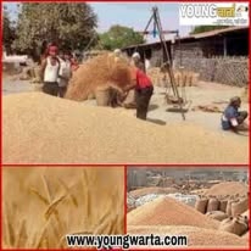 सिरमौर में आठ अप्रैल से शुरू होगी गेहूं की सरकारी खरीद , 2585 रुपये प्रति क्विंटल एमएसपी निर्धारित 