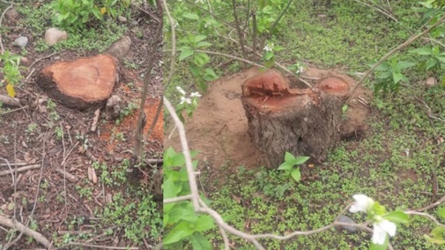 ऊना में सरकारी जंगल में खैर के पेड़ों का अवैध कटान,करोड़ों में आंकी जा रही कटे पेड़ों की कीमत