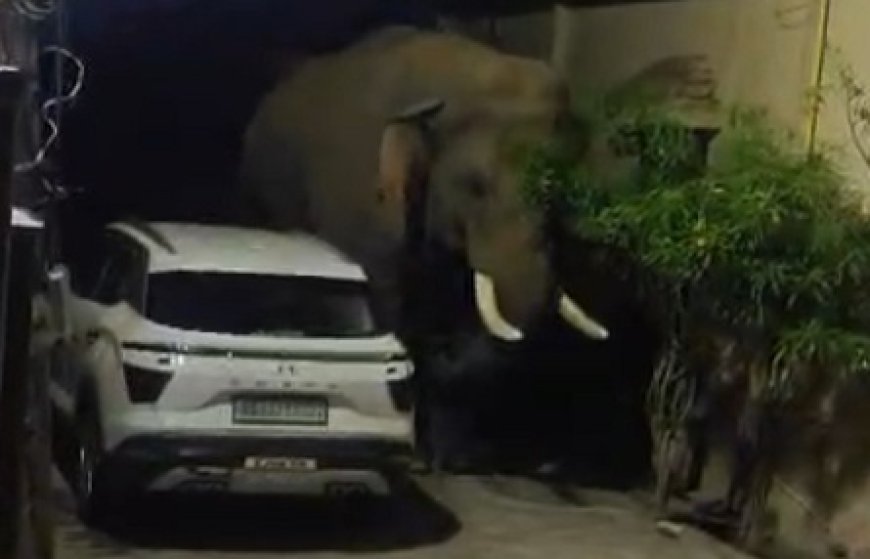 शहर के रिहायशी इलाकों में जंगली हाथियों की दस्तक,इलाके में अफरा-तफरी का माहौल