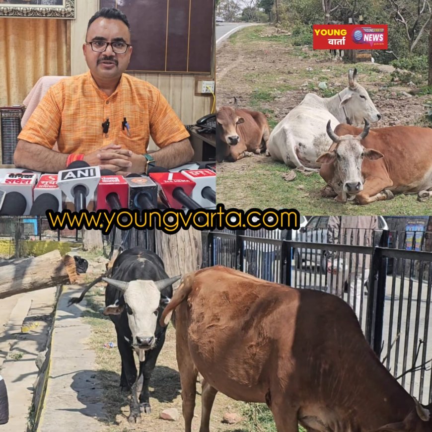 सड़कों पर पशु छोड़ने वालों के खिलाफ सख्ती से निपटने की तैयारी , मालिकों खिलाफ दर्ज होगी एफआईआर 