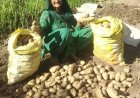 हरनेड़ के बुजुर्ग दंपत्ति ने प्राकृतिक खेती से पैदा की बंपर फसल,दो मरले जमीन में तैयार किया दो क्विंटल आलू