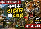 रेणुका लायन सफारी में गूंजेगी टाइगर की दहाड़ , जून में महाराष्ट्र से पहुंचेगा बाघ का जोड़ा , सीजेडए से मिली मंजूरी