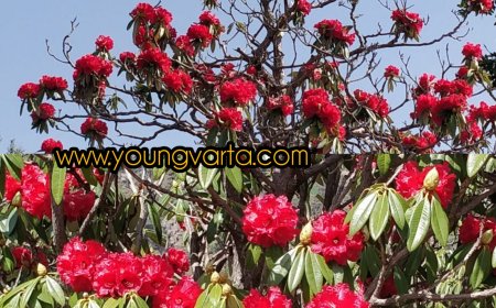 बुरांस के फूलों सराबोर हुई हिमाचल की पर्वत श्रृंखलाएं , बुरांस के फूल बने पर्यटकों के लिए आकर्षक का केंद्र  