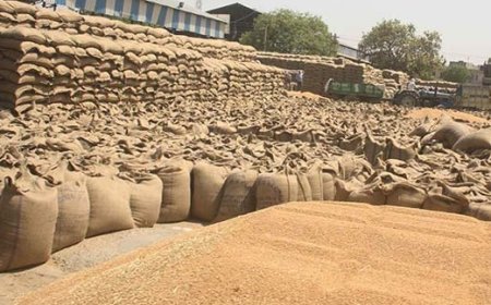 गेहूं खरीद केंद्रों में आठ अप्रैल से गेहूं की खरीद शुरू,255 किसानों ने गेहूं की फसल बेचने को करवाया पंजीकरण  