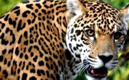 देहरादून जनपद के सहसपुर रेंज क्षेत्र में तेंदुआ के हमले में एक 55 वर्षीय व्यक्ति की मौत