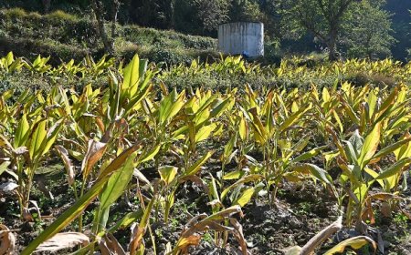 रंग लाने लगे ‘सुक्खू सरकार’ के प्रयास : प्राकृतिक खेती को प्रोत्साहन से मंडी में जुड़े 23 हजार से अधिक नए किसान