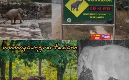 हिमाचल उत्तराखंड की सीमा पर जंगली हाथी की दस्तक , लोगों ने कैमरे में किए कैद किये दृश्य