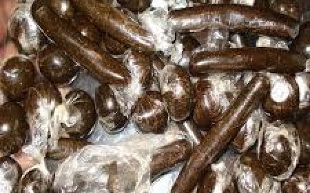 निजी बस से चरस बरामद , मामला दर्ज कर जांच शुरू , पुलिस ने राजगढ़ सोलन पर लगाया था नाका