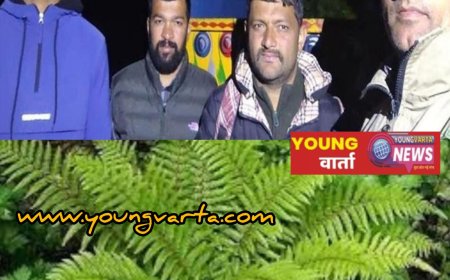 एक क्विंटल फर्न के साथ आरोपी गिरफ्तार , दुर्लभ प्रजाति की वनस्पति हो हो रही थी तस्करी