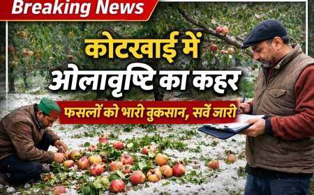 कोटखाई में ओलावृष्टि से नुकसान का सर्वे जारी , पटवारी तैयार कर रहे नुक्सान की रिपोर्ट  