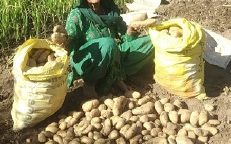 हरनेड़ के बुजुर्ग दंपत्ति ने प्राकृतिक खेती से पैदा की बंपर फसल,दो मरले जमीन में तैयार किया दो क्विंटल आलू